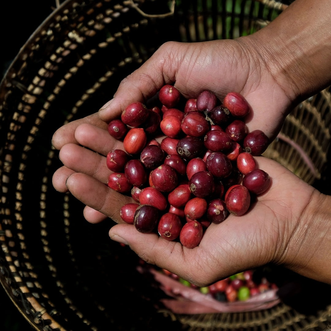 Coffee Beans
